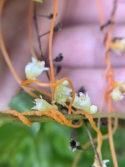 Cuscuta gronovii