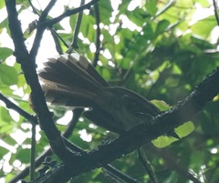 Rhipidura javanica