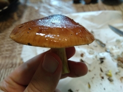 Cortinarius mucosus