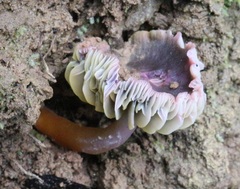 Humidicutis multicolor image