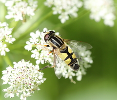 Helophilus trivittatus