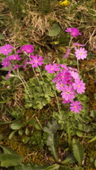 Primula farinosa