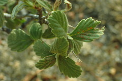Holodiscus discolor microphyllus