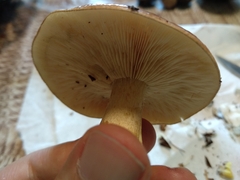 Cortinarius mucosus