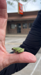 Hyla