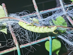 Macroglossum pyrrhosticta