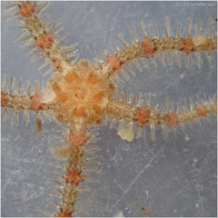 Ophiothrix spiculata image