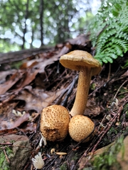 Pseudoboletus parasiticus