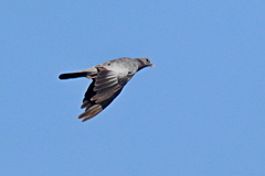 Columba oenas