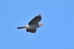 Columba oenas