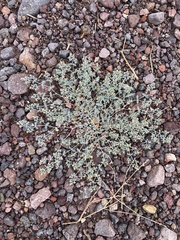Euphorbia polycarpa