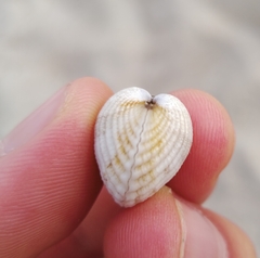 Cerastoderma edule