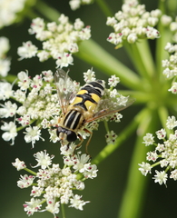 Helophilus trivittatus