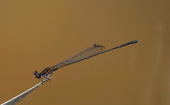 Prodasineura verticalis