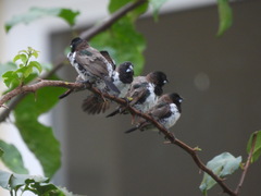 Spermestes cucullata