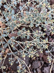 Euphorbia polycarpa