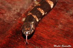 Cylindrophis ruffus