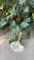Datura innoxia