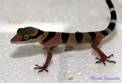 Cyrtodactylus macrotuberculatus