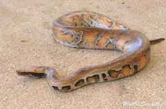 Python brongersmai