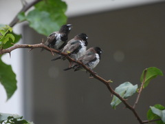 Spermestes cucullata