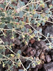 Euphorbia polycarpa