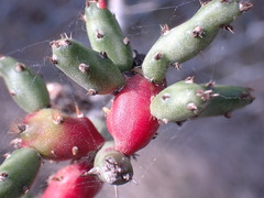 Cylindropuntia leptocaulis