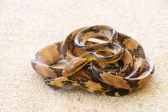 Boiga cynodon