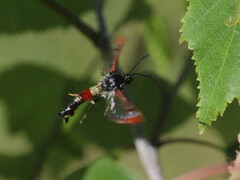 Synanthedon formicaeformis
