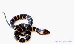 Homalopsis buccata