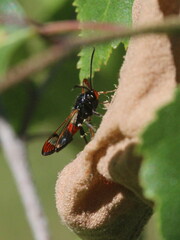 Synanthedon formicaeformis