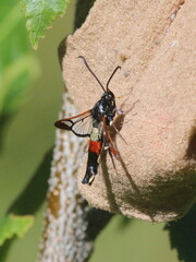 Synanthedon formicaeformis