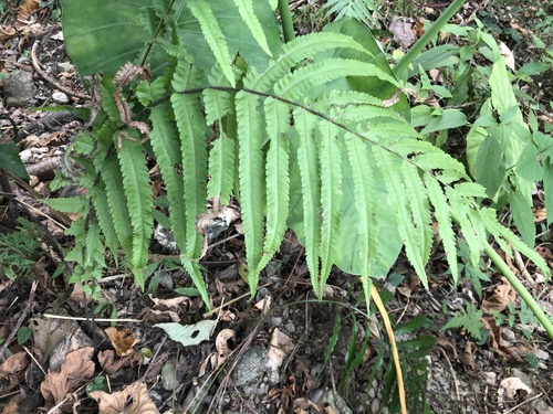 Thelypteris jaculosa iNat (1)