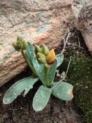 Ornithogalum maculatum