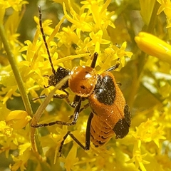 Chauliognathus basalis