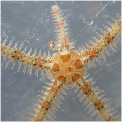 Ophiothrix spiculata