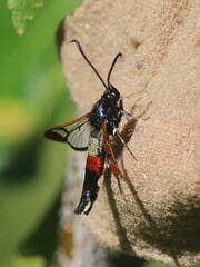 Synanthedon formicaeformis