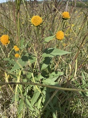 Bidens connata
