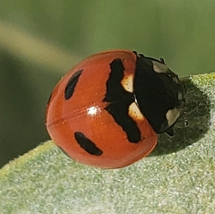 Coccinella transversoguttata