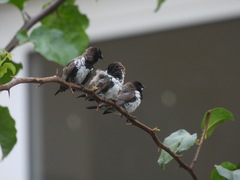 Spermestes cucullata