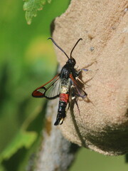 Synanthedon formicaeformis