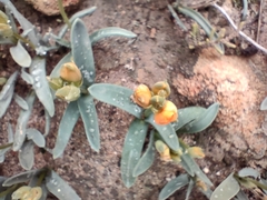 Ornithogalum maculatum