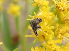 Anthophila fabriciana