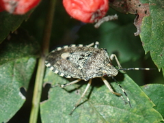Rhaphigaster nebulosa