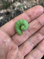 Paonias excaecata