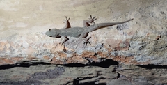 Hemidactylus
