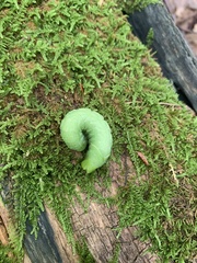 Paonias excaecata