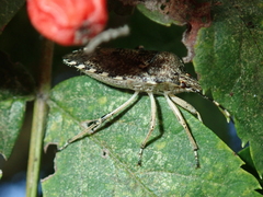 Rhaphigaster nebulosa
