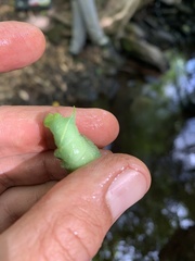 Paonias excaecata