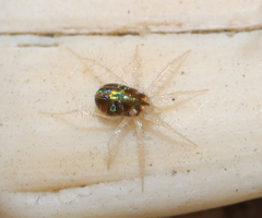 Erythracaridae